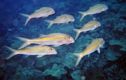 Yellow Striped Goatfish
Night dive off the Kona coast, a... by Richard Lynch 